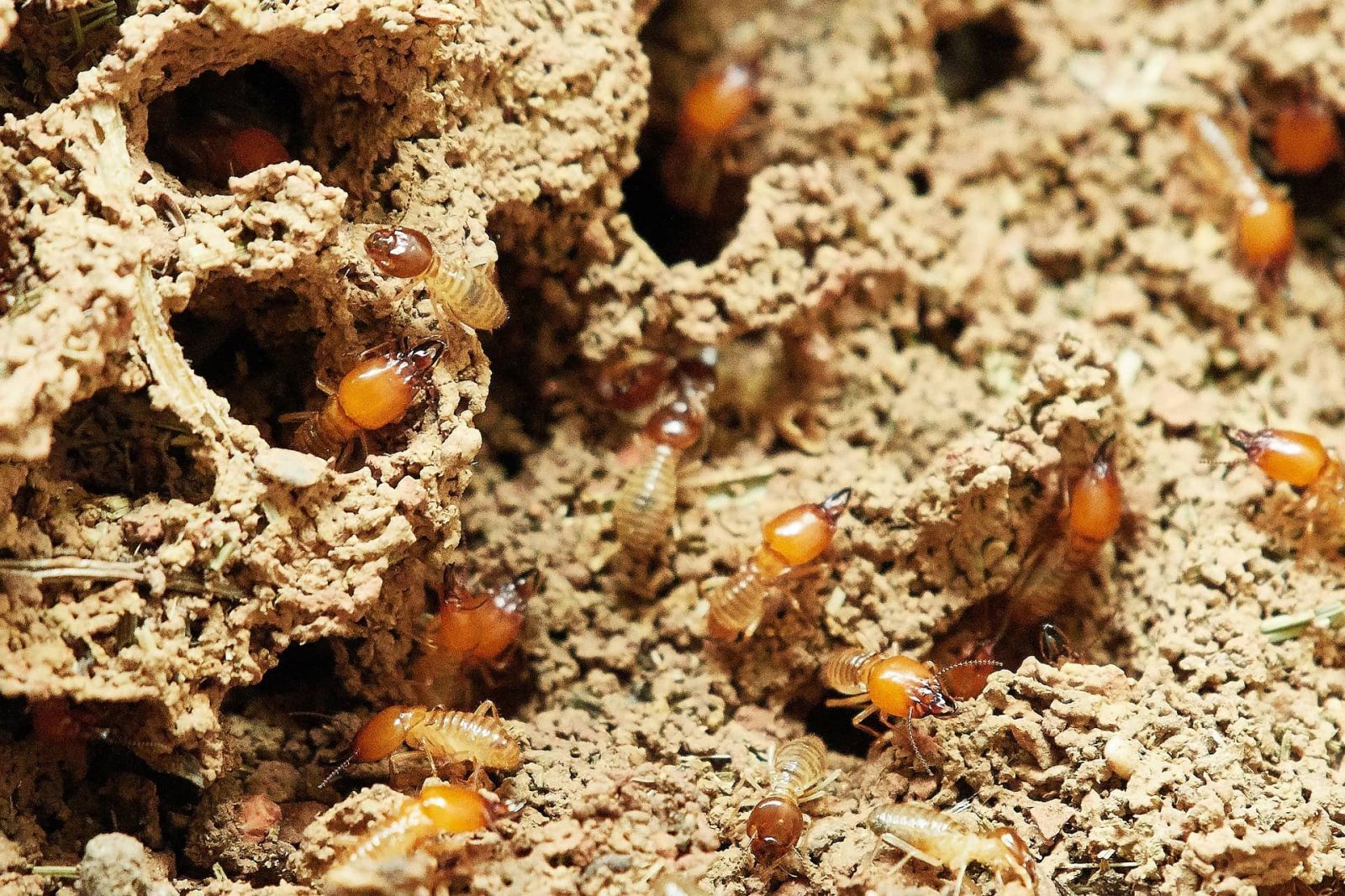 Les termites peuvent détruire le bois d'une maison ou d'un appartement